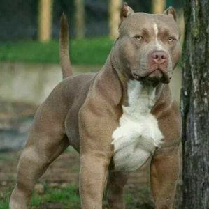 Meet your Posher, Isai